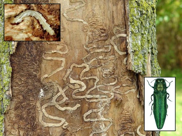 Emerald Ash Borer - Tree Injection Products Co.