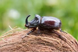 Coconut Rhinoceros Beetle in Hawaii: Protecting Palms with Tree Injection - Tree Injection Products Co.