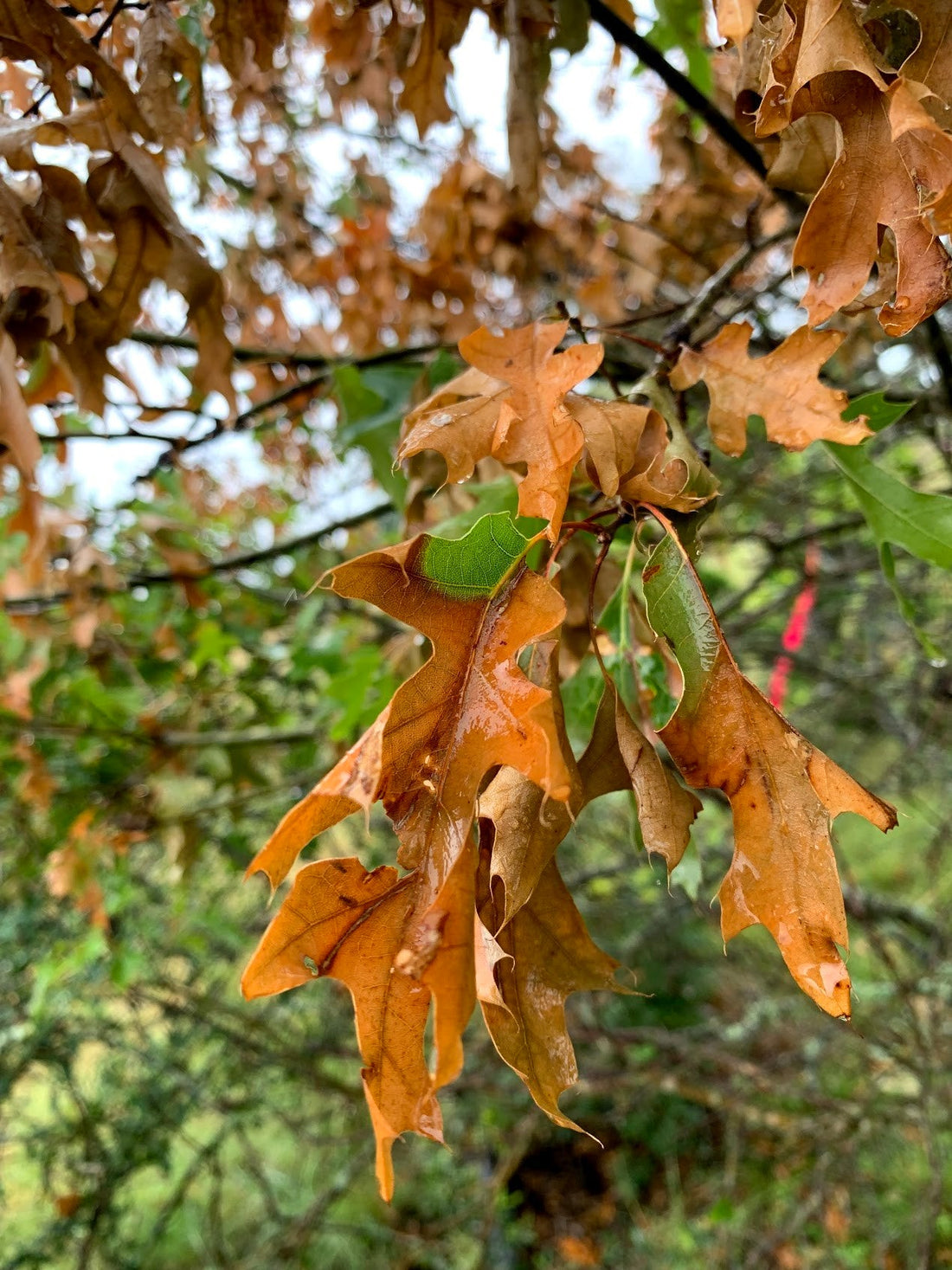 Oak Wilt: A Serious Threat to Oaks — and the Most Effective Treatment Available - Tree Injection Products Co.