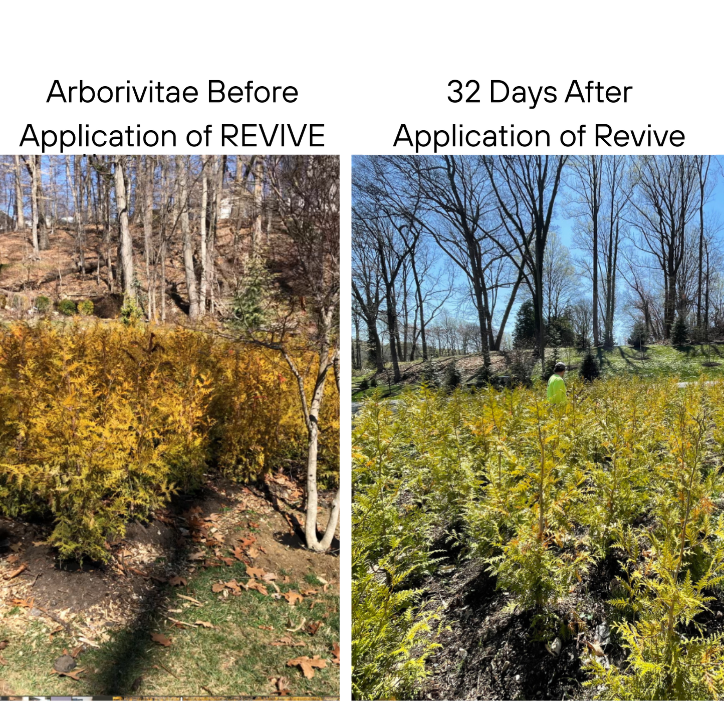 Mauget REVIVE Plus! – Micronized Biochar Suspension + Biological Enhancers for Trees and Shrubs with Yucca, Fish Hydrolysate, Kelp & Molasses - Tree Injection Products Co.
