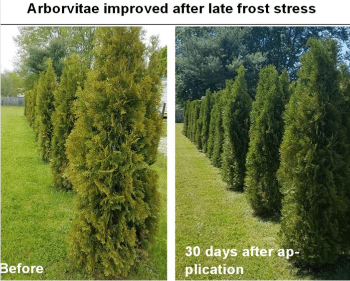 Mauget REVIVE Plus! – Micronized Biochar Suspension + Biological Enhancers for Trees and Shrubs with Yucca, Fish Hydrolysate, Kelp & Molasses - Tree Injection Products Co.