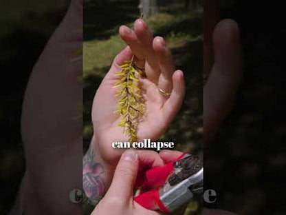 Mauget Tree Defendr Hemlock injection kit (HWA)